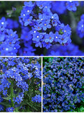 BLUE ANGEL ANCHUSA Flower Seeds - Summer Forget Me Not / Siberian Bugloss / Flower garden - Bright Brilliant Blue Flowers - Capensis Seeds flower seeds