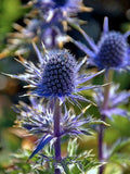 Sea Holly Seed, Perennial Plant, Deer resistant, Blue Flower, 30 Seeds flower seeds