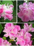 Ruffled MORNING GLORY Seeds - RARE Pink Ruffled Double Morning Glory / Gorgeous Rosy to Baby Pink Full Double Morning Glory Flower Seeds flower seeds