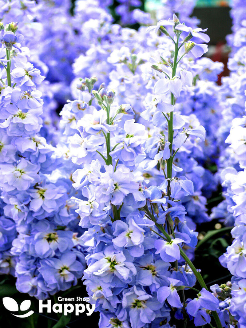 Matthiola stock ten week light blue 100 seeds - matthiola incana large flowered flower seeds