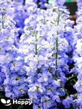 Matthiola stock ten week light blue 100 seeds - matthiola incana large flowered flower seeds