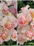 10+ AppleBlossom BUTTERFLY SNAPDRAGON Seeds - Dwarf Double Azalea Flower Dwarf Snap Flower Mix / Mothers Day Gift / Rare Seeds flower spore