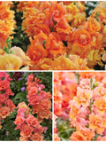 DOUBLE BUTTERFLY SNAPDRAGON Flower Seeds - Bronze Antirrhinum Rare Snap Dragon / Dwarf Double Butterfly Snapdragon for Container Gardens seeds bulk