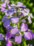 Night Scented Evening Stock Seeds - Matthiola Bicornis / Intensely Sweet Nighttime Scent flower spore