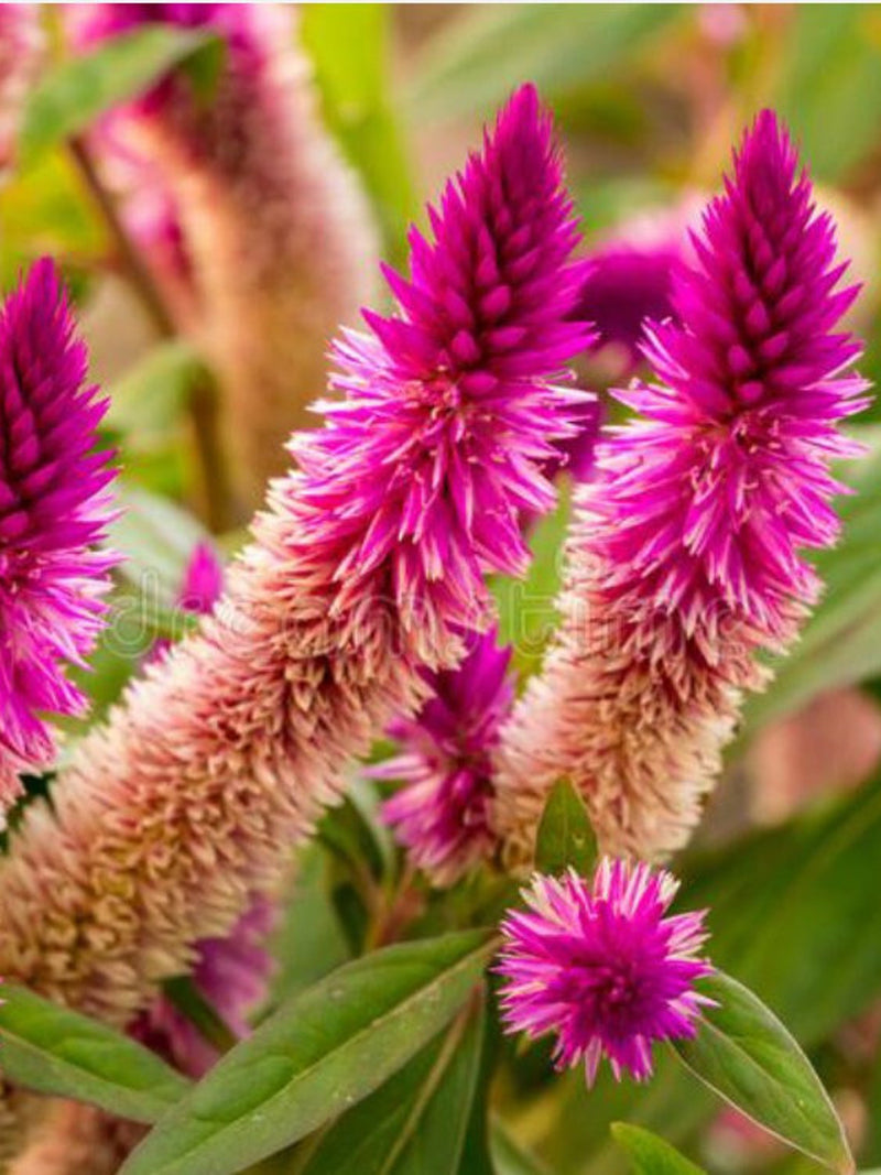 10+ PINK FLAMINGO FEATHER Celosia  Seeds - Cockscomb Wheat Celosia / Deeringia spicata / Celosia Spicata / Non Gmo / CutFlower Garden Seeds seeds bulk