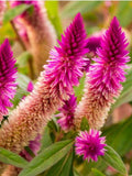 10+ PINK FLAMINGO FEATHER Celosia  Seeds - Cockscomb Wheat Celosia / Deeringia spicata / Celosia Spicata / Non Gmo / CutFlower Garden Seeds flower seeds