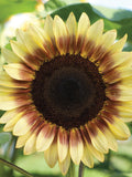 15 seeds ProCut Lemon/Red Bicolor Sunflower flower spore