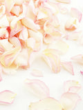 Eco-Friendly Freeze-Dried Rose Petals | Flower Petals | 100% Natural | Wedding Confetti | Biodegradable | Blushing Bride Pink Cream wedding flower