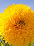 25 SUNFLOWER 'TEDDY BEAR' seeds---Flower seeds--Plant seeds--Gardening--Seeds--Gift flower seeds