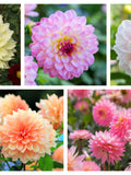 50 WATERCOLOR MIX DAHLIA Variabilis Double Bloom Mixed Colors Yellow Peach Pink Lavender Cream Orange Flower Seeds flower seeds