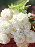 Oklahoma White Zinnia Flower Seed, Zinnia elegans, White Garden, Cottage Garden,  Cut Flower For Bouquet, 25 Seeds flower seeds