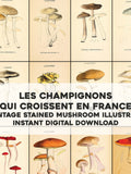 100 Vintage Stained French Mushroom Illustrations | HQ Image Bundle Printable Wall Art | Instant Digital Download Commercial Use flower spore