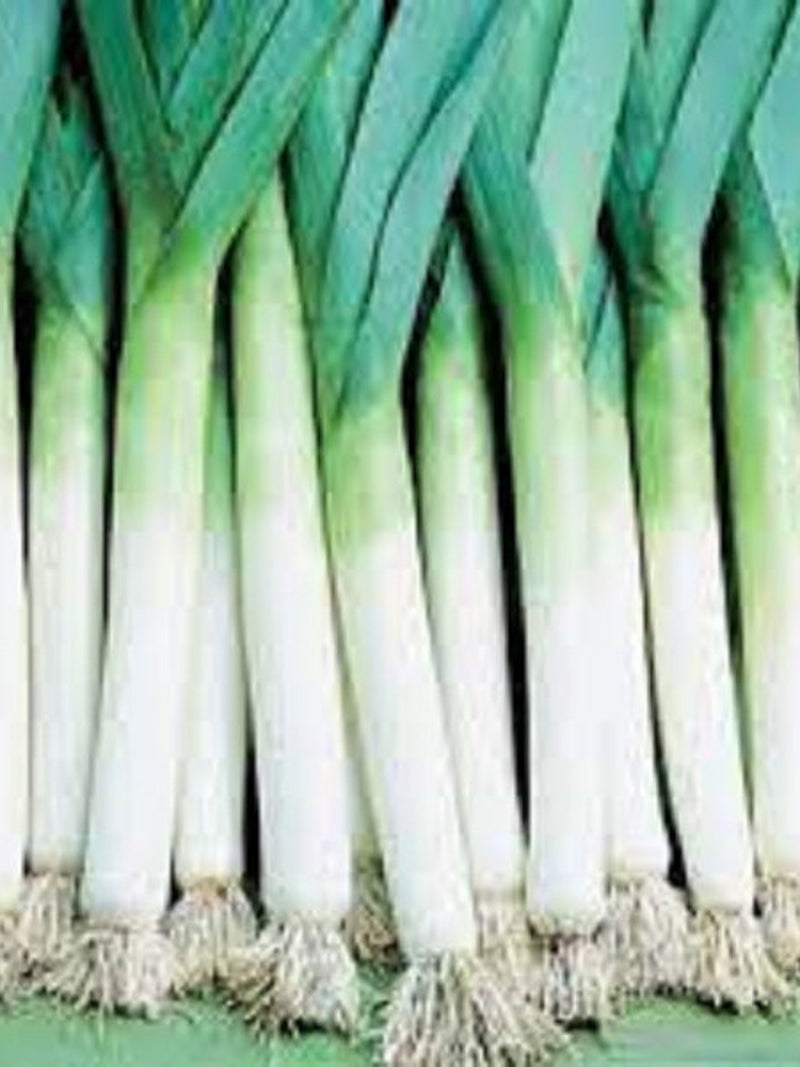 Vegetable Seeds 100+ Giant Musselburgh Leek Seeds Heirloom- Heirloom All Canadian Heirloom Seeds seeds bulk