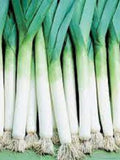 Vegetable Seeds 100+ Giant Musselburgh Leek Seeds Heirloom- Heirloom All Canadian Heirloom Seeds seeds bulk