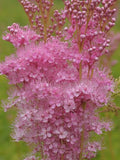 5 Rare Queen of the Prairie seeds - Filipendula rubra 'Venusta Magnifica' flower spore