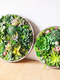 Round Faux Succulent 3D Wall Art: Modern Framed Realistic Plant Decor Home or Business faux plants