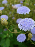 Blue Lace Flower Seeds Ð Trachymene coerulea, Cottage Garden Blooms, 30 Seeds flower seeds