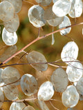 SILVER DOLLAR Seeds - Lunaria Rediviva / HONESTY / Cut Dried for Flower Arrangements as an Accent or Filler in Bouquet - Silver Leaf Seeds flower seeds