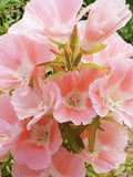 Godetia Sybil Sherwood Seeds / Apricot Double Flower / English Cottage Garden /  Azaleaflora (#G3) / 40+ seeds flower seeds