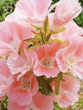 Godetia Sybil Sherwood, Apricot Double Flower, 40 Seeds flower seeds