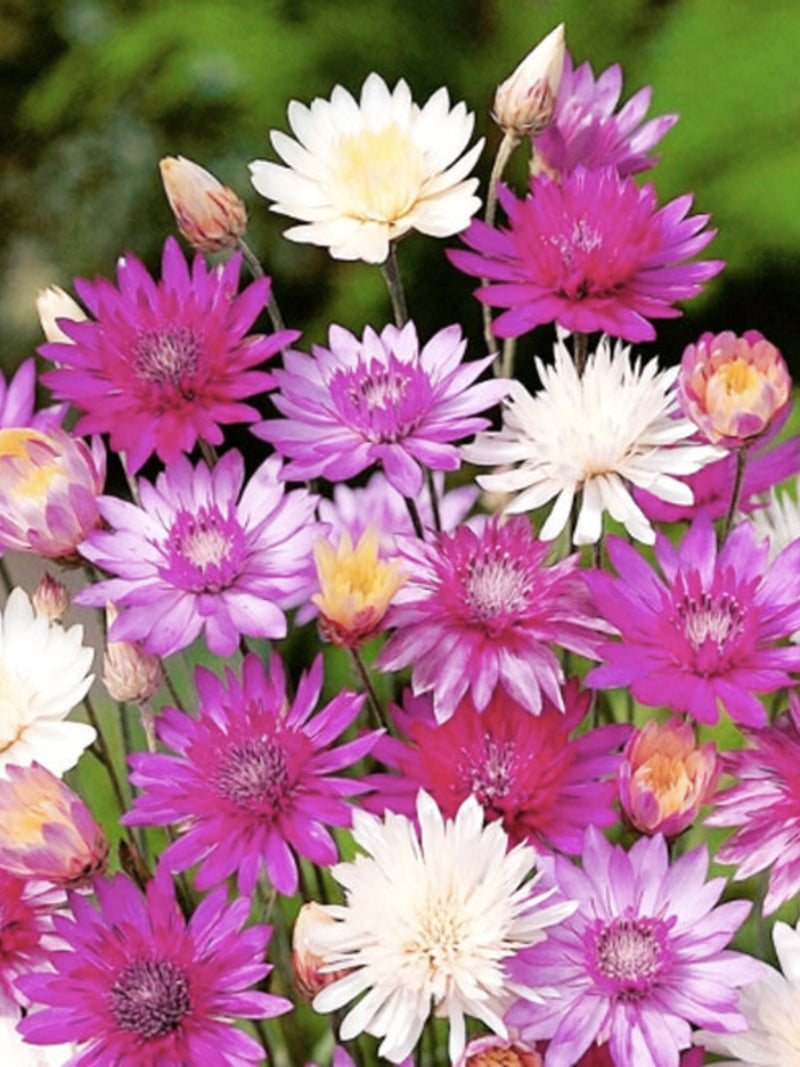 Immortelle Paper Flower Double Mix Xeranthemum, Annual Daisy Everlasting, 50 Seeds flower seeds