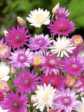 Immortelle Paper Flower Double Mix Xeranthemum, Annual Daisy Everlasting, 50 Seeds flower seeds