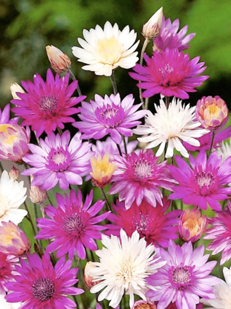 Immortelle Paper Flower Double Mix Xeranthemum, Annual Daisy Everlasting, 50 Seeds ANNIVERSARY