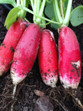 100+ Chine Rose Radish Seeds All Canadian Heirloom Seeds seeds bulk