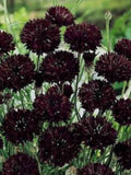 50 seeds Bachelor's Buttons ÔBlack GemÕ - Cornflower - Edible - Centaurea cyanus seeds bulk