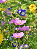 Wildflower Bee Pollinator Mix Seeds - Perennial and Annual Wildflowers / Shower Seed Packs flower seeds