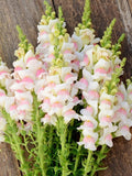 25 seeds Snapdragon Potomac Appleblossom (F1) Antirrhinum majus flower spore