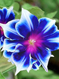 Blue Zebra Morning Glory 20 Seeds, Plant in home garden Plus Free Gift Limited supply Order Now! seeds bulk