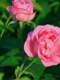 50/Pack Damask Rose Seeds Flower Bush Perennial Flowers Seed Bloom flower seeds