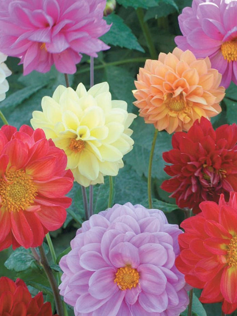 Showpiece Mix Dahlia: Dahlia variabilis, Annual Cut Flower, 48" Tall (25  Seeds) flower seeds