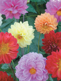 Showpiece Mix Dahlia: Dahlia variabilis, Annual Cut Flower, 48" Tall (25  Seeds) flower seeds