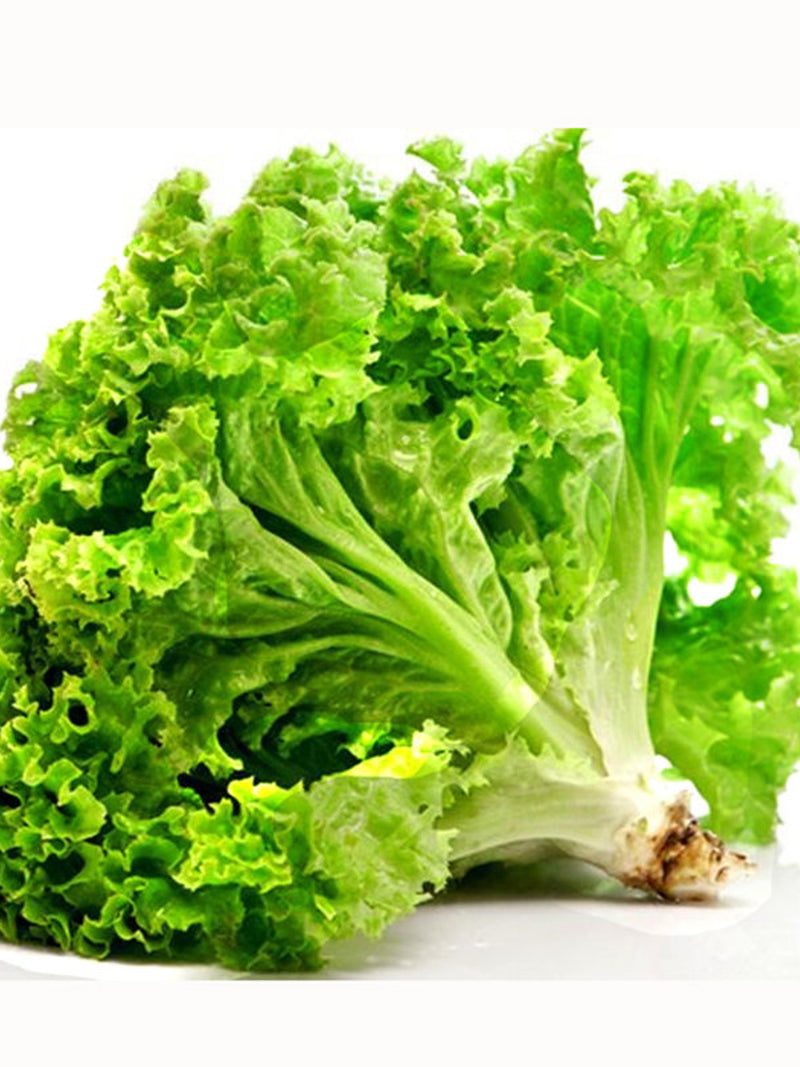 Lettuce Seeds | 450+ Seeds, Two Varieties - Ships from Canada seeds bulk