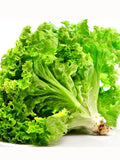 Lettuce Seeds | 450+ Seeds, Two Varieties - Ships from Canada seeds bulk
