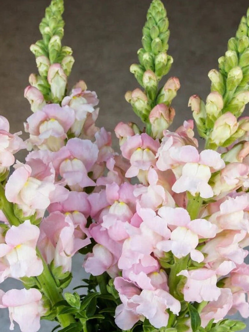 25 seeds Snapdragon ÔCosta SilverÕ | Avignon | Antirrhinum majus flower spore