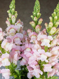25 seeds Snapdragon ÔCosta SilverÕ | Avignon | Antirrhinum majus flower spore