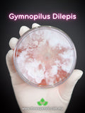 Magenta Rustgill (Gymnopilus Dilepis) Live Mycelium Mushroom Culture Spawn flower spore