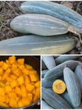 10+ GUATEMALAN BLUE BANANA Squash Seeds - Giant Heirloom Guatemalan Blue Squash / 10 lbs Fruit 50 cm Long / Giant Blue Banana Squash Seeds seeds bulk