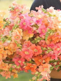 25 Seeds Snapdragon Chantilly Mix Antirrhinum majus seeds bulk