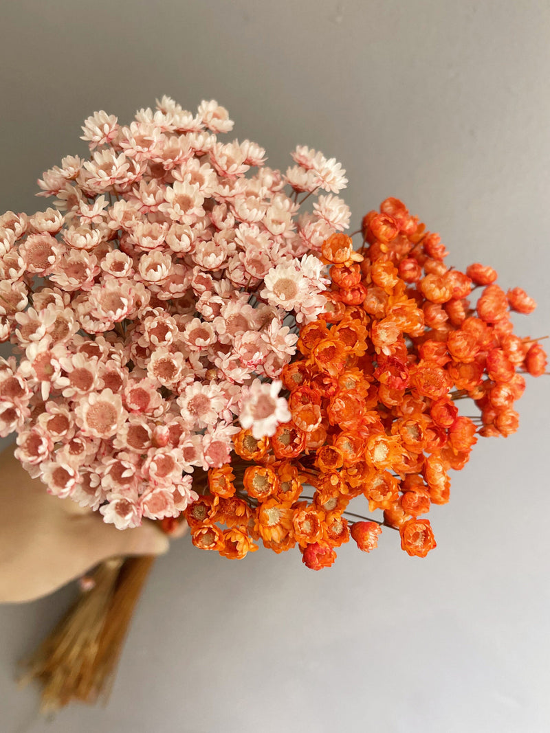 Mini Star Dried Flowers: Orange, Pink, White, Yellow, Purple FLOWER DELIVERY