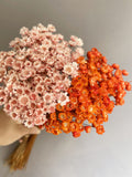 Mini Star Dried Flowers: Orange, Pink, White, Yellow, Purple FLOWER DELIVERY