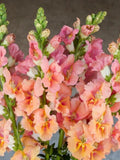 25 seeds Snapdragon ÔChantilly Light SalmonÕ Antirrhinum majus seeds bulk