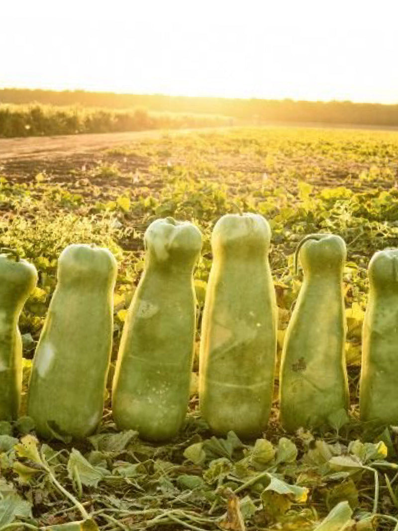 5 Monster Zucca Gourd Seeds - Heirloom Giant Melon Gourds Weighing up to 100lbs / Great for Cake and Cookies / Old Heirloom Zucca Gourd Seed seeds bulk