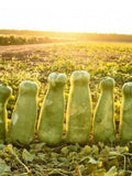 5 Monster Zucca Gourd Seeds - Heirloom Giant Melon Gourds Weighing up to 100lbs / Great for Cake and Cookies / Old Heirloom Zucca Gourd Seed seeds bulk
