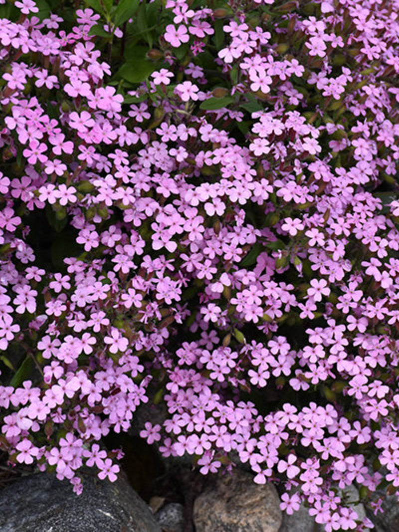 Rock Soapwort Flower Seeds: Pink Alpine Garden Perennial flower seeds