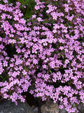 Rock Soapwort Flower Seeds: Pink Alpine Garden Perennial flower seeds
