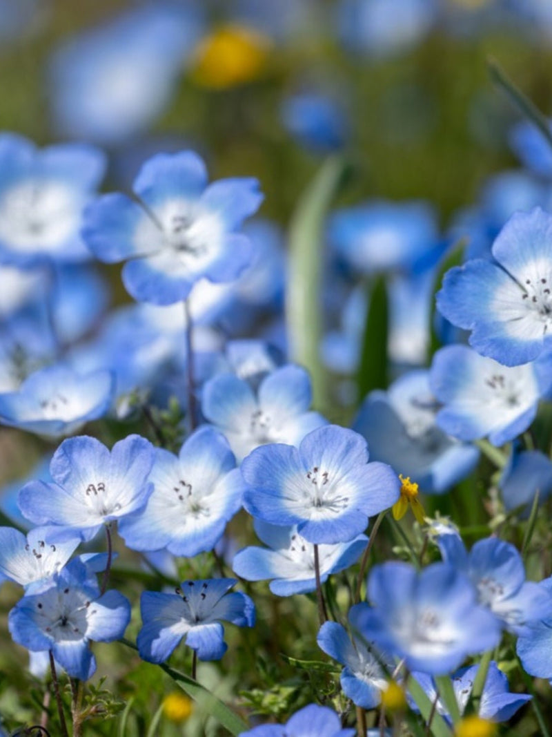 Baby Blue Eyes Flower Seeds: Nemophila Menzies Ground Cover flower seeds